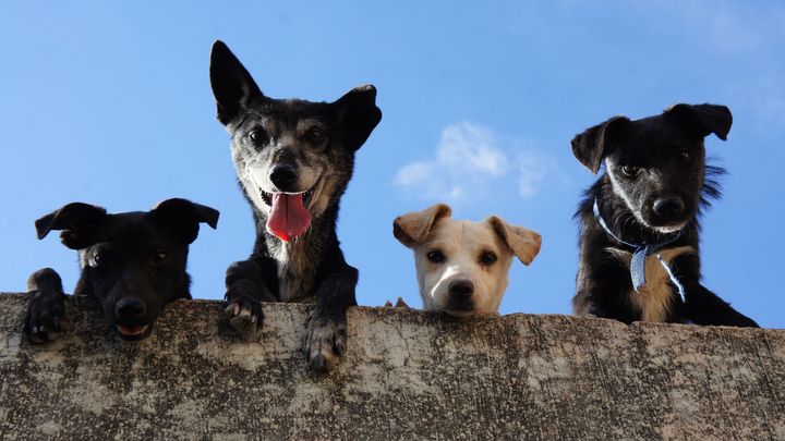 Pawgrid: Digitalizando el rescate animal campaign photo, 1 of 7