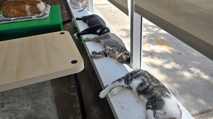 Help NOLA Cat Lounge Reopen campaign photo, 1 of 6