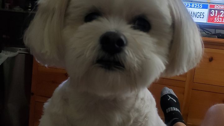 Fundraiser by Kim Teeter : Save Siggi: Kim's Beloved Companion