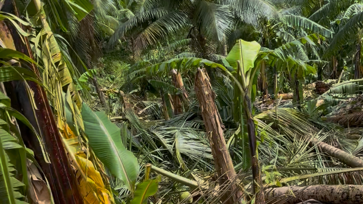 Help Rebuild Jamaican Farms in the Mountains campaign photo, 1 of 3