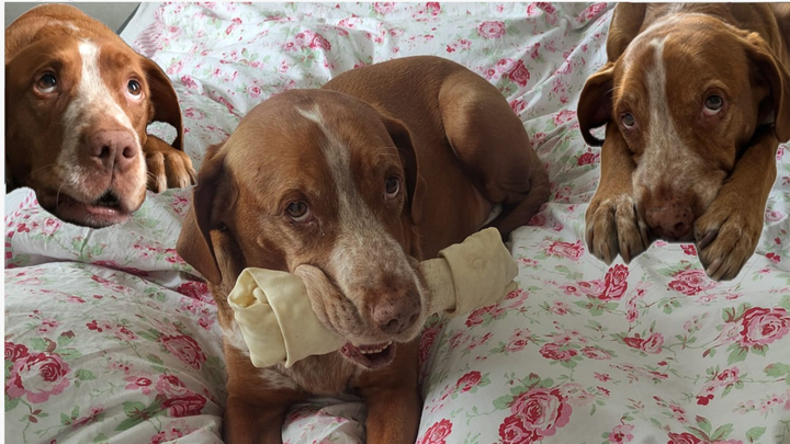 Help Us with Papi’s Surgery campaign photo, 1 of 4