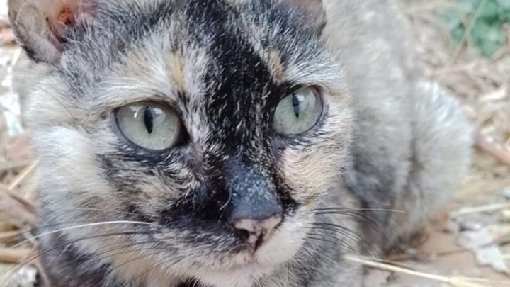 San Stefanos Stray Cats - Corfu NW campaign photo, 1 of 3