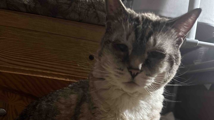 Help Stella Get the Vet Care She Deserves campaign photo, 1 of 5