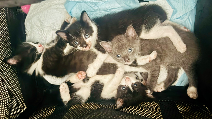 Give Feral Kittens a Second Chance. campaign photo, 1 of 5