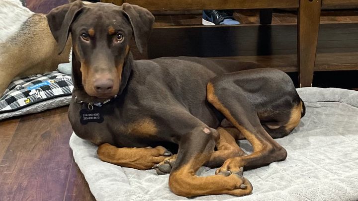 Help Jacoby Run Again: Urgent Surgery Needed campaign photo, 1 of 6