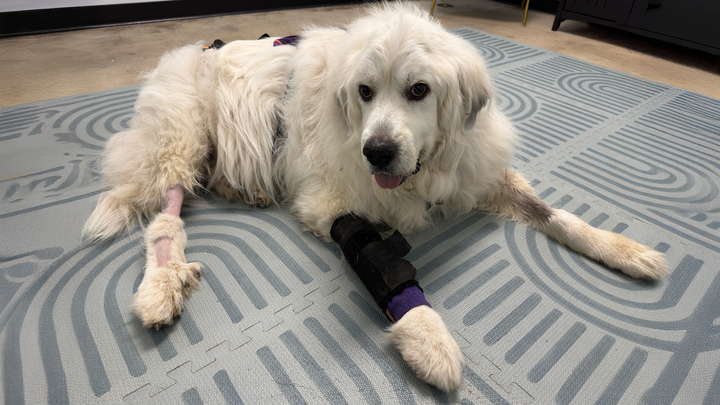 Help Bueller Fight Cancer campaign photo, 1 of 7