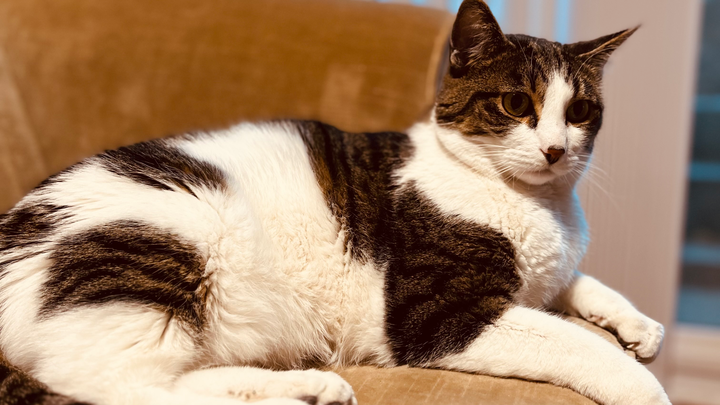 Help Calven Get Urgent Veterinary Care campaign photo, 1 of 4