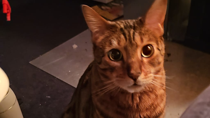 Ein Leben ohne Schmerzen für meinen Loki♥️ campaign photo, 1 of 5