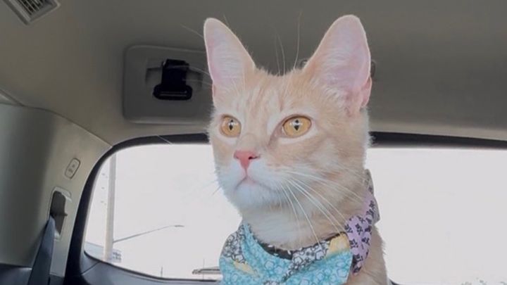 Help Bring Nala Home campaign photo, 1 of 9