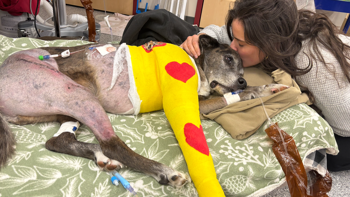 Help Us Save Our Sweet Boy, Charlie campaign photo, 1 of 3