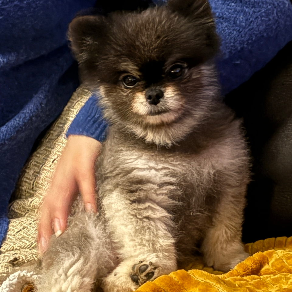 Bella