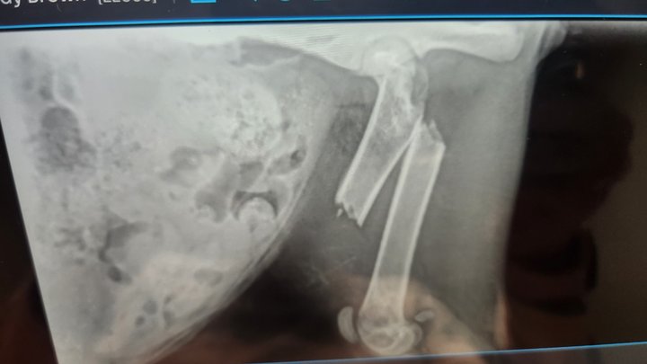 Help Sophia Heal: Injured Kitten Needs Lifesaving Care campaign photo, 1 of 8