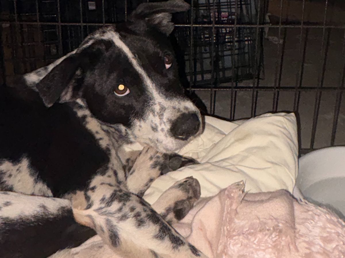 Save Duke Before He Loses His Leg. He needs us. He needs you campaign photo, 1 of 8