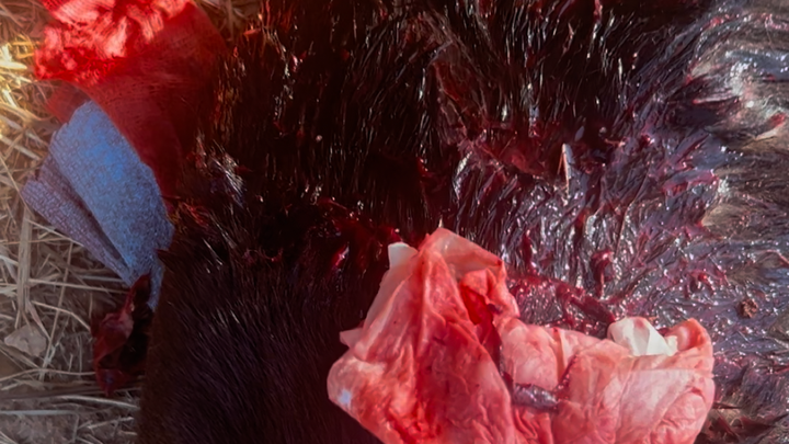 TROVATA RIVERSA IN UNA POZZA DI SANGUE ,LADY IMPLORAVA AIUTO campaign photo, 1 of 6