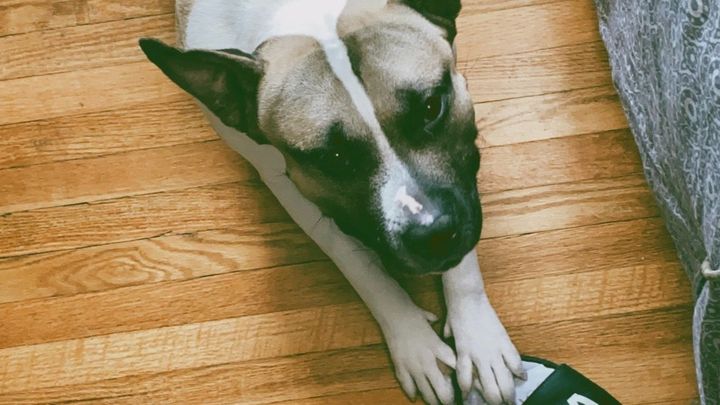 Help Me Save Turtle — My Best Friend Needs Emergency Surgery