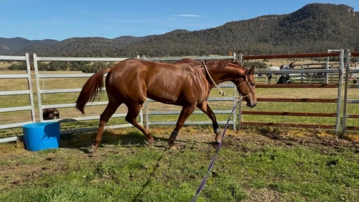Second Stride Sanctury- Racehorse Rescue campaign photo, 1 of 8