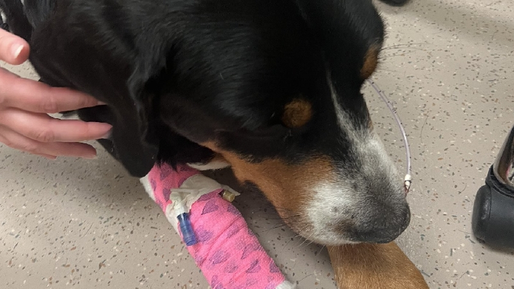 Support Winston's lifesaving care and treatment campaign photo, 1 of 8