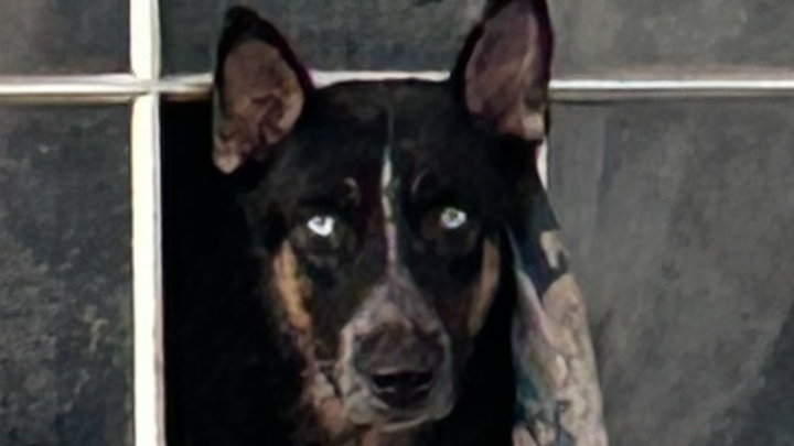 Help Save 27 Dogs from Euthanasia in Edcouch, TX campaign photo, 1 of 8