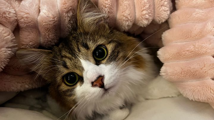 Support Sebastian's Life-Saving Surgery campaign photo, 1 of 7