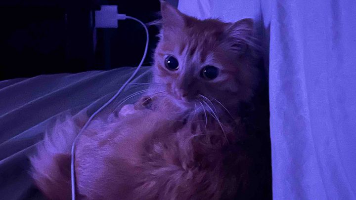 Urgent Vet Care for my baby campaign photo, 1 of 8