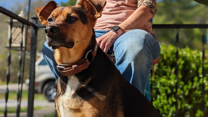 Help Make Sweet Dog's Last Days Peaceful campaign photo, 1 of 4