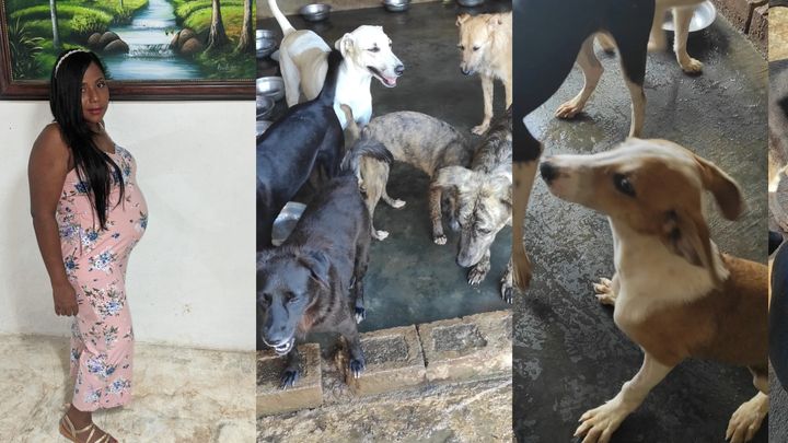 Fundraiser by Maribel Valdez : Please help the dogs of Dominican Republic.