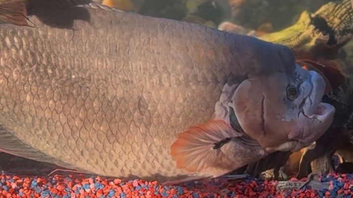 17 year-old Giant Gourami fish campaign photo, 1 of 3