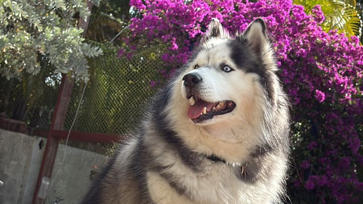 Help Save Hunter: Our Malamute’s Fight Against Lymphoma campaign photo, 1 of 8
