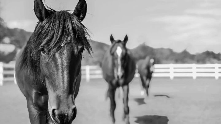 Save Peaceful Hearts: Urgent Relocation Fund campaign photo, 1 of 3