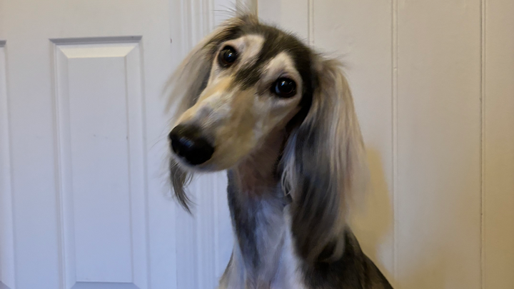 Mabel’s Medical Bills - help us get Mabel home campaign photo, 1 of 7