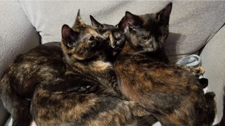 Help Save Our Last Cat After House Fire campaign photo, 1 of 3