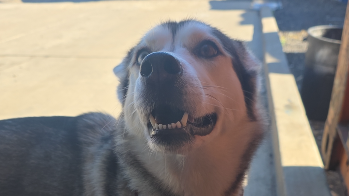 Mia Seberian husky campaign photo, 1 of 5