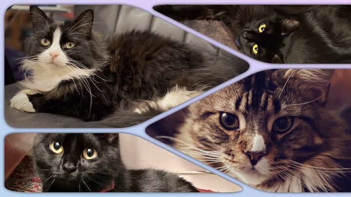 Now my beloved cats are in danger, too. campaign photo, 1 of 2