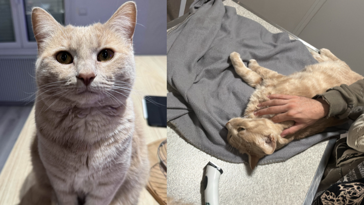 Save Oggy from FIP - Sauvez Oggy de la PIF campaign photo, 1 of 4
