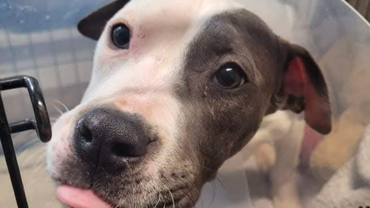 Help the dogs at Mutts in Distress campaign photo, 1 of 4