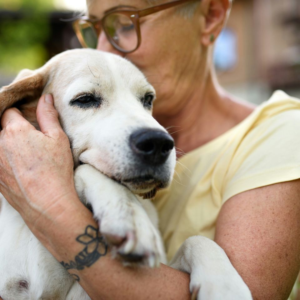 Support Animal Humane Society's Vital Work