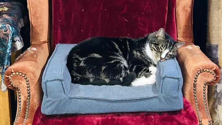 Help Mordred Get Life-Saving Eye Surgery campaign photo, 1 of 6