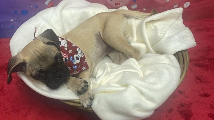 A Tiny Pug. A Huge Fight. We Said Yes. campaign photo, 1 of 3
