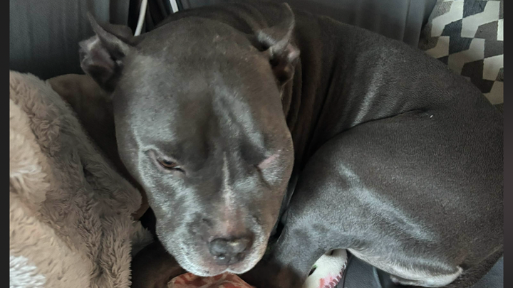 Help Olive Get the Dental Care She Needs campaign photo, 1 of 3