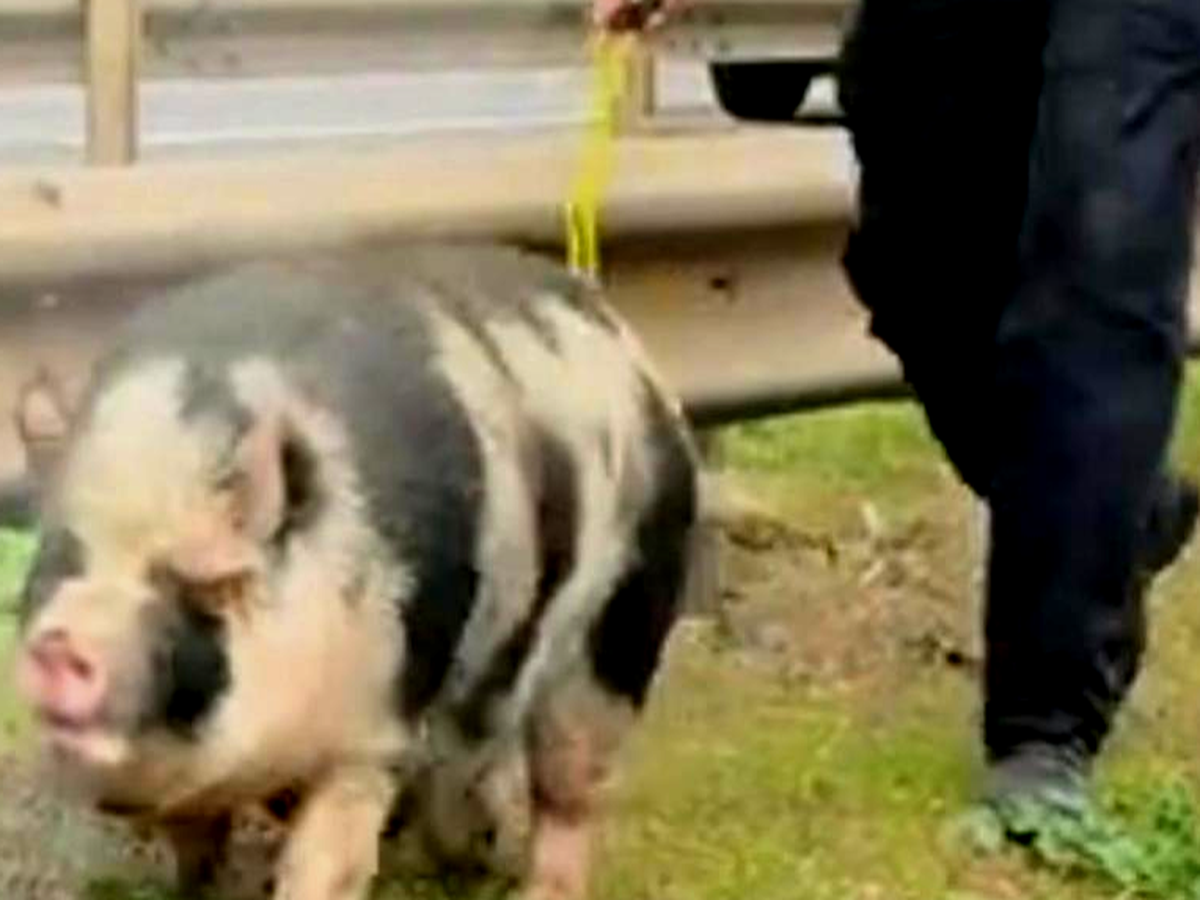 Fundraiser by Fiona Oakes : Help the A127 Pigs