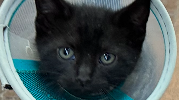 Help the Duncan and Greer kitten! campaign photo, 1 of 5