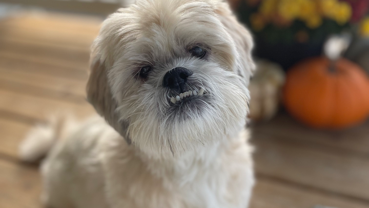 Help Gizmo With His New Medical Diagnoses campaign photo, 1 of 6