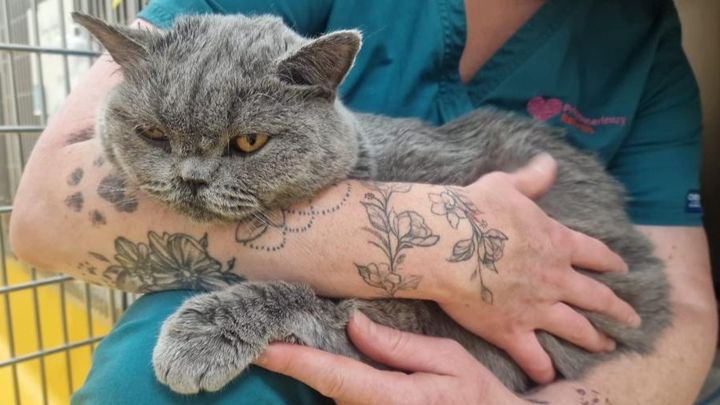 Emergency appeal: Mango & 5 wonky kittens need help campaign photo, 1 of 8