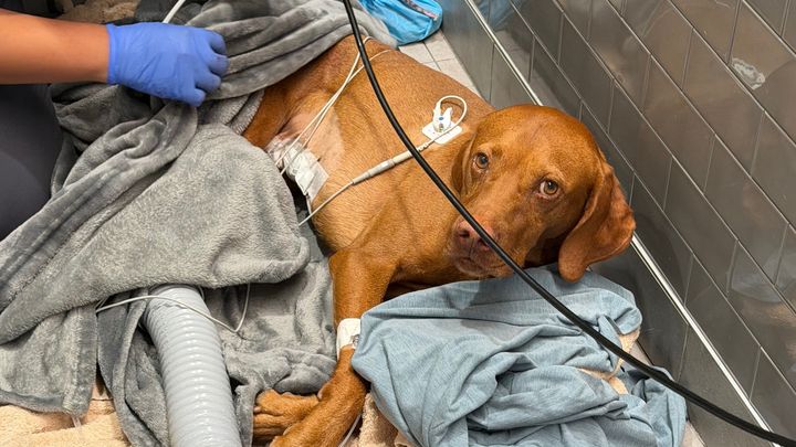 Help Oslo Recover from Emergency Surgery campaign photo, 1 of 8
