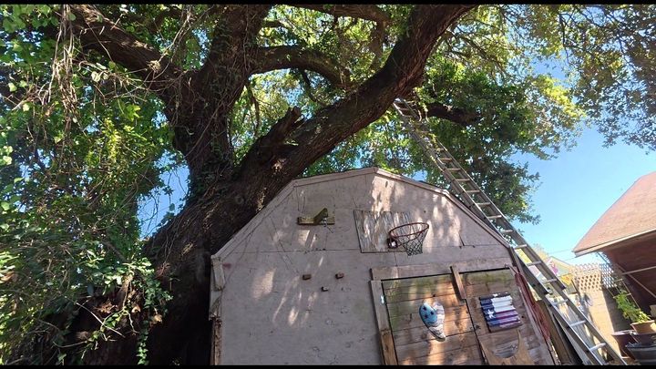 Help Larry & Gayla Prevent a Life-Threatening Tree Fall