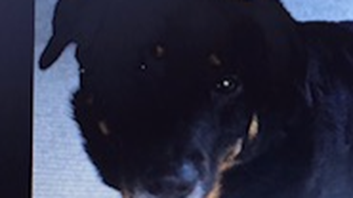 Support Daniela Garcia's Dog Rescue Mission campaign photo, 1 of 3
