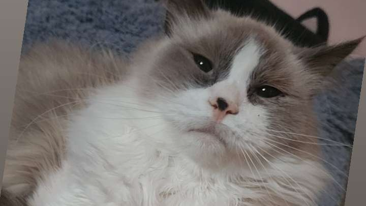 Help Eggnog recover from IMHA campaign photo, 1 of 2