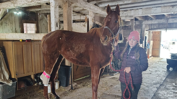 Support Our Sweet Mare's Road to Recovery campaign photo, 1 of 5
