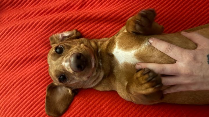 Help Winston Heal After a Dog Attack campaign photo, 1 of 8