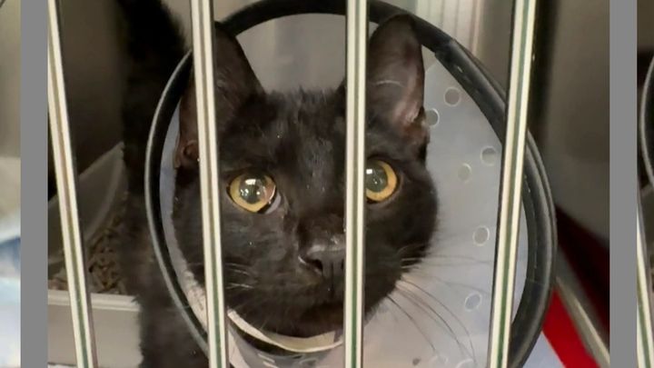 Help Cookie Fight FIP campaign photo, 1 of 6